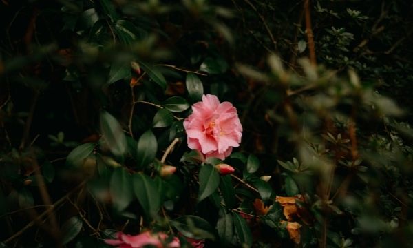 Ingredient Edit: Camellia Extract