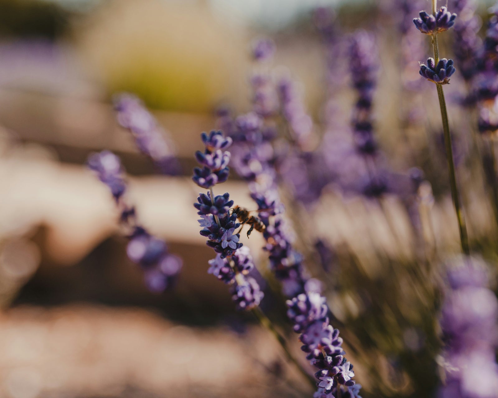 Lavender Extract in Makeup: Calm Skin, Clean Finish